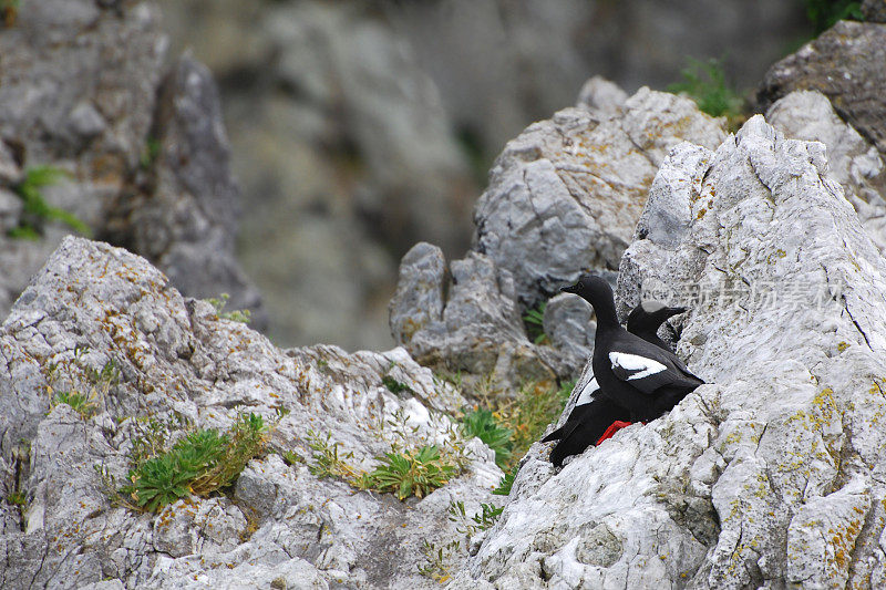 鸽子海鸠，Cepphus columba